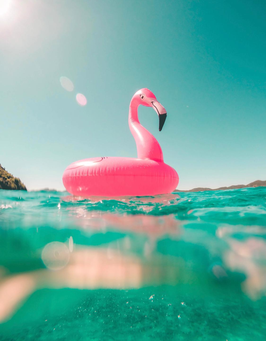 Pink flamingo